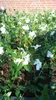 50 Stück, Topf 9cm, Bodendecker Vinca minor Alba Produktbild-Vorschau 3