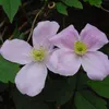 2 x  Waldrebe montana  - Clematis montana 'Fragrant Spring' Produktbild-Vorschau 4