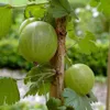 Invicta Stachelbeerenstrauch - Busch Produktbild-Vorschau 2