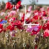 Wallario Design Wanduhr Mohnblumen am Rande eines Feldes Produktbild-Vorschau 1