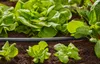 Gardena Pokládka rúr 13 mm 1346 Náhľad obrázku produktu 13