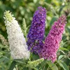 Schmetterlingsstrauch Buddleja davidii Tricolor 3er Set Produktbild-Vorschau 1
