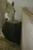 A horse eating hay from a feeder in a stable. Produktbild-Vorschau
