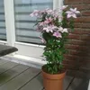 2 x Clematis hagley Hybrid (plamének) - sada 2 popínavých Náhled obrázku produktu 2