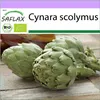 SAFLAX - BIO - Artyčok - Imperial Star - Cynara scolymus - Náhled obrázku produktu 10