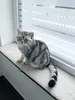 Fensterbankauflage für Katzen 90 x 25 cm Katzenbett Produktbild-Vorschau 2
