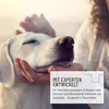 A person is gently petting a dog's head. Produktbild-Vorschau