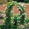Arco di rose, arco a volta, arco rampicante, traliccio per Anteprima dell’immagine prodotto 9