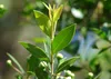 SAFLAX  - Mirto - 30 semi - Con substrato - Myrtus Anteprima dell’immagine prodotto 9