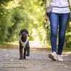 Stretch Comfort Leash Tan L Produktbild-Vorschau 3