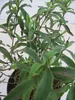 Cistus purpureus Alan Fradd - Zistrose Alan Fradd 25-30cm Produktbild-Vorschau 2