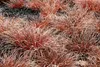 Stauden Gänge 1 x Uncinia rubra 'Firedance' im 1 Liter Topf Produktbild-Vorschau 3