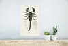 MuchoWow® Poster Skorpion - Jahrgang - Insekten 20x30 cm - Produktbild-Vorschau 5