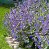 Bloomique - 3er Set - Nepeta Faassenii - Katzenminze - Produktbild-Vorschau 1