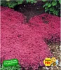BALDUR Garten Winterhart Bodendecker-Thymian, 3 Pflanzen Produktbild-Vorschau 3