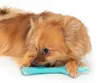 Zeus Duo Stick (piccolo) al profumo di pollo - 23 cm Anteprima dell’immagine prodotto 4