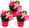 Dipladenia - Jasmin du Chili - pot 9cm - set de 3 plantes - Voir les images du produit 1