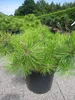 Pinus densiflora Jane Kluis - Japanische Rotkiefer Jane Produktbild-Vorschau 5