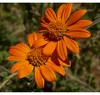 Mexikanische Sonnenblume 4.1g Saatgut von Living Seeds Produktbild-Vorschau 2
