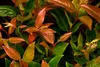 Leucothoe walteri 'Zeblid', Traubenheide, rot-grün, 25–30 Produktbild-Vorschau 4