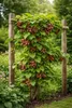 A kiwi vine with fruit growing on a trellis in a garden setting. Produktbild-Vorschau