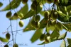 PURE CHEMICAL | huile de neem | non raffinée | naturelle | Voir les images du produit 2
