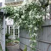 Clematis Armandii (zimozielony i odporny) - Wieloletnie Podgląd zdjęcia produktu 3