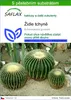 SAFLAX - židle tchyně - Echinocactus grusonii - 40 Semena - Náhled obrázku produktu 1