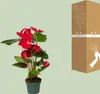 Anthurium Red - Ø17cm - ↕55cm - Ø12cm - ↕40cm Produktbild-Vorschau 14