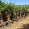 5 Stück XXL Stämme, Palme Trachycarpus fortunei - Produktbild-Vorschau 5