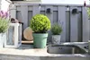 Bergilex Kugel FloraSelf Ilex crenata 'Glory Gem' Produktbild-Vorschau 2