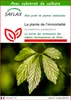 SAFLAX  - La plante de l’immortalité - 30 graines - Avec Voir les images du produit 1
