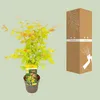 Japanse esdoorn 'Orange Dream', oranje bladkleur. Hoogte: Productafbeelding-voorbeeld 10
