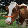 Halfter Cow verstellbar breit orange Produktbild-Vorschau 1