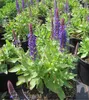 Garten-Blüten-Salbei Blue Bouquetta - Salvia nemorosa Blue Produktbild-Vorschau 1