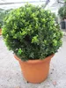 Ilex crenata Twiggy Kugel - Berg-Ilex Twiggy Kugel Produktbild-Vorschau 2