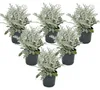 Senecio maritima "Silberblatt": pianta ornamentale con Anteprima dell’immagine prodotto 1