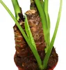 Alocasia cucullata 21cm Solitärpflanze - Elefantenohr, Höhe Produktbild-Vorschau 5