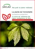 SAFLAX  - La plante de l’immortalité - 30 graines - Voir les images du produit 1