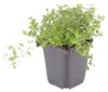 thymus serpyllum - Sand-Thymian - Bodendecker - Violette Produktbild-Vorschau 3