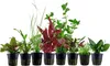 Pflanzen Set für 60l Aquarien mit 8 Topf Aquarium Produktbild-Vorschau 1