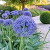 Blauer Zierlauch - Allium 'Caeruleum' - Set mit 40 Produktbild-Vorschau 5