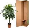 Kasztan szczęścia – Pachira Aquatica – wysokość 150 cm – Podgląd zdjęcia produktu 3