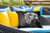 MuchoWow® Outdoor Kissen - Löwe - Porträt - Wildtiere - Produktbild-Vorschau 4