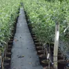 Rows of potted trees in a nursery. Produktbild-Vorschau