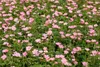 Geranium x oxonianum 'Wargrave Pink', Storchschnabel, rosa, Produktbild-Vorschau 5