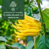 Elzusha - Citrónovník "Buddha's Hand"
Mezzo - Skutočná Náhľad obrázku produktu 4