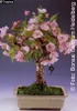 Tropica Bonsai: Blüten- und Zierkirsche Produktbild-Vorschau 1