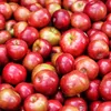 MARCO POLO Dunst-Obst APFEL-STÜCKE 2x Füllm 4,6KG ATG Produktbild-Vorschau 5