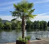 Palme Trachycarpus Fortunei, Chinesische Hanfpalme, Produktbild-Vorschau 1